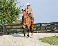 trail-riding-single-footing-horse