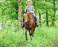 trail-single-footing-horse
