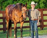 buckskin-all-around-horse