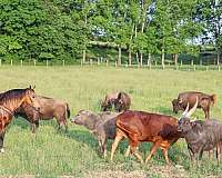buckskin-beginner-horse