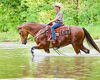 buckskin-single-footing-gelding