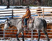 athletic-quarter-horse