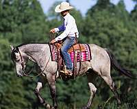 flashy-quarter-horse