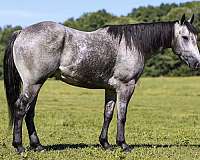performance-quarter-horse
