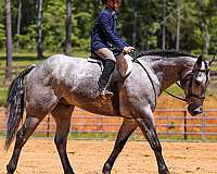 ranch-versatility-quarter-horse
