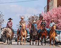 ranch-work-quarter-horse