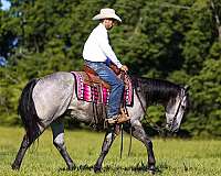 ridden-english-quarter-horse