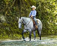 ridden-western-quarter-horse