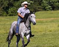 roping-quarter-horse