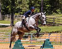 show-quarter-horse