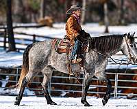 trail-quarter-horse