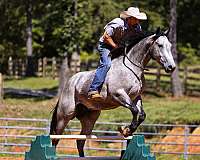trail-riding-quarter-horse
