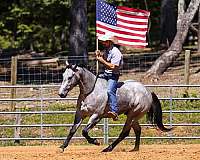 working-cattle-quarter-horse