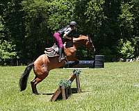 parade-friesian-horse
