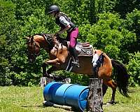 performance-friesian-horse