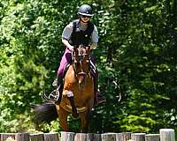 ridden-english-friesian-horse