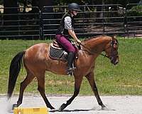 ridden-western-friesian-horse