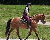 show-hack-friesian-horse