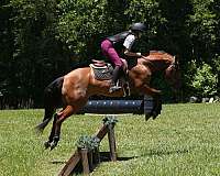 trail-friesian-horse