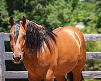 trail-riding-friesian-horse