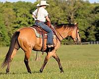 athletic-quarter-horse