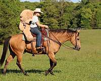 flashy-quarter-horse