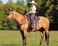 husband-safe-quarter-horse