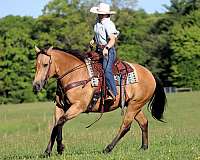 performance-quarter-horse