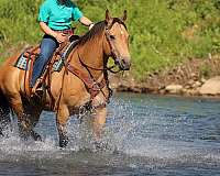 ranch-quarter-horse