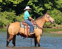 ranch-versatility-quarter-horse