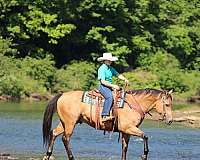 ranch-work-quarter-horse