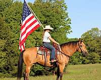 show-quarter-horse