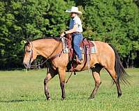 trail-quarter-horse
