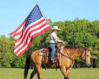 western-riding-quarter-horse