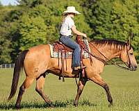 working-cattle-quarter-horse