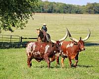 trail-riding-quarter-horse