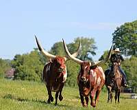 calf-roping-quarter-horse
