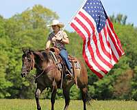 athletic-quarter-horse
