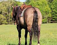 flashy-quarter-horse