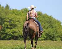 husband-safe-quarter-horse