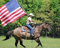 performance-quarter-horse