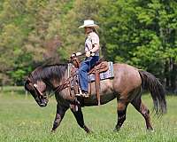 ranch-versatility-quarter-horse