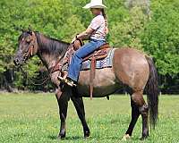 ranch-quarter-horse
