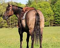 ranch-work-quarter-horse