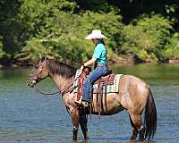 show-quarter-horse