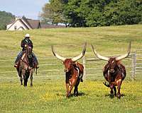 trail-quarter-horse