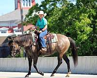 trail-riding-quarter-horse