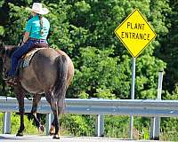 western-riding-quarter-horse