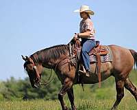 working-cattle-quarter-horse