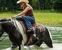 athletic-gypsy-vanner-horse